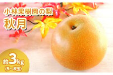【先行予約】小林果樹園の梨 秋月 5～8玉 約3kg｜あきづき 朝どり みずみずしい 梨 なし ナシ フルーツ 果物 常総市
