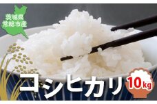 【令和7年産】コシヒカリ10kg 茨城県常総市産 精米｜米 お米 白米 ご飯 コメ こめ こしひかり