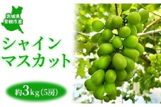 茨城県常総市産 シャインマスカット 約3kg（5房）｜ぶどう ブドウ 葡萄 果物 フルーツ 贈り物
