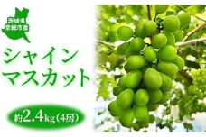 茨城県常総市産 シャインマスカット 約2.4kg（4房）｜ぶどう ブドウ 葡萄 果物 フルーツ 贈り物