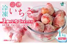 【冷凍いちご １kg（500g×２袋）】土耕栽培にこだわる農薬減量栽培 | いちご いばらキッス ひたち姫 やよいひめ フルーツ 苺 イチゴ  果肉  まろやかな  品質 健康 果物 デザート 美容 おやつ 料理 ソース 人気 苺  果実 果汁 冷凍 冷凍食品 冷凍いちご 朝採り 完熟 新鮮 大容量 オススメ  スムージ ジュース 冷凍スイーツ  冷凍苺 フローズン 茨城県 常陸太田 母の日 