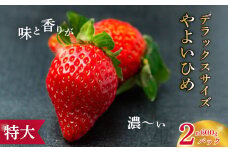 【2026年 先行予約】特大・デラックスサイズ 大粒苺 やよいひめ 2パック |苺 イチゴ いちご 檜山いちご園 香り 大粒 特大 デラックス 高級 特別 旬 鮮度 フルーツ 新鮮 朝採れ 採れたて サイズ 大きい 果肉 甘い 美味しい ジューシー 甘味 品質 健康 日持ち 果物 デザート 贈り物 贈答品 ギフト お取り寄せ 食べ比べ 人気 茨城県 常陸太田市