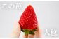 特大デラックスサイズ大粒いちご！ブランド苺「やよいひめ」を朝採れの新鮮なままお届け！