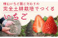 こだわりの土耕栽培で育てた味と香りが濃い苺「いばらキッス」を朝採れの新鮮なままお届け