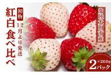【先行予約/2026年】初物 紅白食べ比べ いちご(2パック×1箱) 白いちご オリジナル品種《2025年12月以降順次発送》【檜山いちご園 香り 大粒 いちご イチゴ 白いちご いばらキッス ひたち姫 やよいひめ 厳選 フルーツ 苺 イチゴ  朝採れ 糖度 酸味 味わい 品種 ひたち姫 甘い 果肉 健康 果物 デザート  贈り物 食べ比べ 茨城県 常陸太田 人気】