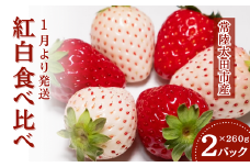 【2026年 先行予約】いちご 紅白食べ比べ(2パック×1箱)【檜山いちご園 香り 大粒 いちご 白いちご いばらキッス ひたち姫 やよいひめ 厳選 フルーツ 苺 新鮮 朝採れ 糖度 酸味 バランス 甘い 果肉 苺 品質 健康 果物 デザート 贈り物 食べ比べ 茨城県 常陸太田 人気】