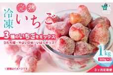 【定期便3回】 冷凍いちご １kg（500g×２袋）×3か月 土耕栽培にこだわる農薬減量栽培【茨城県 常陸太田 いちご いばらキッス ひたち姫 やよいひめ フルーツ 苺 イチゴ 果肉 まろやかな 品質 健康 果物 デザート 美容 おやつ 料理 ソース 人気 苺 いちご 果実 果汁 冷凍 冷凍食品 冷凍いちご 朝採り 完熟 新鮮 大容量 オススメ 茨城県 常陸太田】