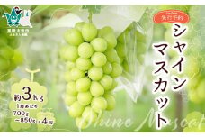【先行予約 2025年】シャインマスカット4房 約3kg | 茨城県 常陸太田市 桧山果樹園 シャインマスカット ぶどう 産地直送 高級果物 お取り寄せ 新鮮 人気品種 デザート スイーツ 美味しい 風味豊か 糖度 有名品種 限定品 フルーツ ギフト 栄養豊富 豪華 高品質 ペアリング