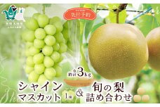 【先行予約 2025年】食べ比べ シャインマスカット1房と旬の梨詰め合わせ 計約3kg | 食べ比べ 梨 なし ぶどう ブドウ シャインマスカット 梨 フルーツ 高級 産地直送 限定品 贈り物 新鮮 お取り寄せ デザート ギフト 風味豊か 香り 上品 希少価値 珍しい 地域 甘い 限定 果物 果樹 茨城県 常陸太田市 桧山果樹園 
