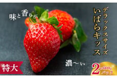【2026年 先行予約】大粒苺 特大デラックスサイズ いばらキッス 2パック | 大粒 特大 デラックス いちご フルーツ 苺 イチゴ 新鮮 朝採れ サイズ 大きい 大粒 特大 果肉 かため 日持ち 甘味 品質 健康 果物 デザート 贈り物 食べ比べ 人気  高級 ギフト お取り寄せ  茨城県 常陸太田 檜山いちご園 香り
