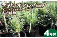 観葉植物 4号鉢 セネシオクレイニア（モンキーツリー）｜ 植物 観葉植物 多肉植物 モンキーツリー 鑑賞用 緑 自然 インテリア リビング 室内 幸せ 丈夫 プレゼント お祝い 引っ越し祝い 新築祝い ハッピー グリーンギフト 茨城県 常陸太田市