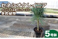 観葉植物 5号鉢 セネシオクレイニア（モンキーツリー）｜ 植物 観葉植物 多肉植物 モンキーツリー 鑑賞用 緑 自然 インテリア リビング 室内 幸せ 丈夫 プレゼント お祝い 引っ越し祝い 新築祝い ハッピー グリーンギフト 茨城県 常陸太田市 
