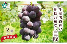 【先行予約】ぶどう 種無し巨峰 2房｜巨峰 種無し 農家直送 生産者直送  新規就農 葡萄 ぶどう グレープ 果物 フルーツ 甘い 限定 果物 果樹 ギフト 人気 移住者 地域おこし協力隊 茨城県 常陸太田市