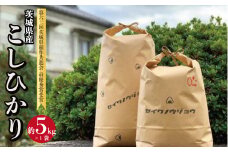 【令和6年度】茨城県産 コシヒカリ ５ｋｇ