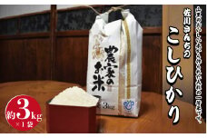 佐川さんちのこしひかり米　3Kg【令和6年度産】
