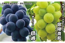 希少！常陸青龍2房・巨峰2房セット（茨城県共通返礼品・常陸太田市産）