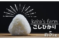 【令和6年度産】コシヒカリ 5kg