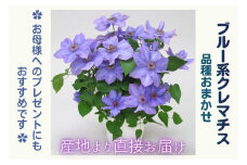 【先行予約】【長谷川園芸】品種おまかせブルー系クレマチス5寸【母の日 ギフト プレゼント 贈答 花のある生活】※4月30日～5月6日出荷(AT110)