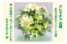 【先行予約】【長谷川園芸】オリジナル クレマチス「花園」５寸 【母の日 ギフト プレゼント 贈答 花のある生活】※4月30日～5月6日出荷(AT112)