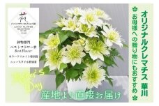 【先行予約】【長谷川園芸】オリジナル クレマチス「華川」〔ベストフラワー賞受賞品種〕５寸【母の日 ギフト プレゼント 贈答 花のある生活】※4月30日～5月6日出荷(AT113)