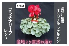 【先行予約】【長谷川園芸】オリジナル品種 シクラメン プラチナリーフ ５寸 レッド【冬のギフト  フラワーギフト クリスマス 鉢花】 ※12月出荷(AT001)