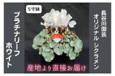 【先行予約】【長谷川園芸】オリジナル品種 シクラメン プラチナリーフ ５寸 ホワイト 【冬のギフト  フラワーギフト クリスマス 鉢花】※12月出荷(AT002)