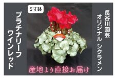 【先行予約】【長谷川園芸】オリジナル品種 シクラメン プラチナリーフ ５寸 ワインレッド 【冬のギフト  フラワーギフト クリスマス 鉢花】※12月出荷(AT003)