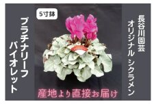 【先行予約】【長谷川園芸】オリジナル品種 シクラメン プラチナリーフ ５寸 バイオレット【冬のギフト  フラワーギフト クリスマス 鉢花】 ※12月出荷(AT004)