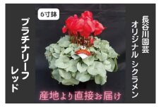 【先行予約】【長谷川園芸】オリジナル品種 シクラメン プラチナリーフ 6寸 レッド ※12月出荷【冬のギフト  フラワーギフト クリスマス 鉢花】(AT005)