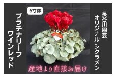 【先行予約】【長谷川園芸】オリジナル品種 シクラメン プラチナリーフ 6寸 ワインレッド ※12月出荷【冬のギフト  フラワーギフト クリスマス 鉢花】(AT007)