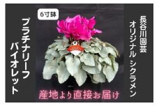 【先行予約】【長谷川園芸】オリジナル品種 シクラメン プラチナリーフ 6寸 バイオレット ※12月出荷【冬のギフト  フラワーギフト クリスマス 鉢花】(AT008)
