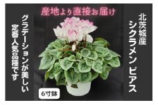 【先行予約】【長谷川園芸】北茨城産 シクラメン ピアス 6寸 ※11月～12月出荷【冬のギフト  フラワーギフト クリスマス 鉢花】(AT009)