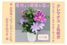 【先行予約】【長谷川園芸】クレマチス６寸２色咲き〔パストラーレ×ドクターラッペル〕１鉢 【母の日 ギフト プレゼント 贈答 花のある生活】※4月30日～5月6日出荷(AT115)