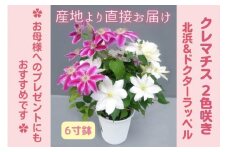 【先行予約】【長谷川園芸】クレマチス６寸２色咲き〔北浜×ドクターラッペル〕１鉢 【母の日 ギフト プレゼント 贈答 花のある生活】※4月30日～5月6日出荷(AT114)