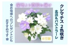 【先行予約】【長谷川園芸】クレマチス６寸２色咲き〔北浜×パストラーレ〕１鉢 【母の日 ギフト プレゼント 贈答 花のある生活】※4月30日～5月6日出荷(AT116)