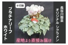 【先行予約】【長谷川園芸】オリジナル品種 シクラメン プラチナリーフ ６寸 ホワイト ※12月出荷【冬のギフト  フラワーギフト クリスマス 鉢花】(AT006)