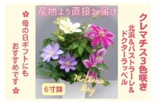 【先行予約】【長谷川園芸】クレマチス６寸３色咲き〔北浜×パストラーレ×ドクターラッペル〕１鉢 【母の日 ギフト プレゼント 贈答 花のある生活】※4月30日～5月6日出荷(AT117)