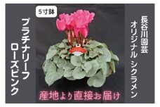 【先行予約】【長谷川園芸】オリジナル品種 シクラメン プラチナリーフ ５寸 ローズピンク【冬のギフト  フラワーギフト クリスマス 鉢花】 ※12月出荷(AT018)