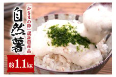 伊藤農園の自然薯　約1.1㎏