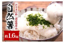 伊藤農園の自然薯　約1.6㎏
