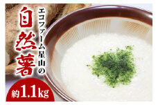 エコファーム星山の自然薯　1.1㎏