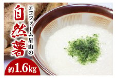 エコファーム星山の自然薯　1.6㎏