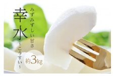 さくま梨園 幸水梨 梨 大玉 人気 フルーツ 秋 ギフト 3kg 贈答用 笠間市 茨城県