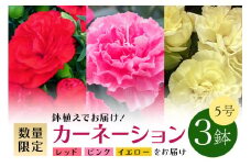 カーネーション 3鉢 セット 5号サイズ ギフト 花 鉢植え プレゼント ガーデニング はなわ園芸 笠間市 茨城県 鉢植え 花束 アレンジメント 生花 産地直送 鉢 鉢植 母の日 贈答 贈り物