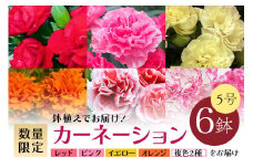 カーネーション 6鉢 セット 5号サイズ ギフト 花 鉢植え プレゼント ガーデニング はなわ園芸 笠間市 茨城県 鉢植え 花束 アレンジメント 生花 産地直送 鉢 鉢植 母の日 贈答 贈り物
