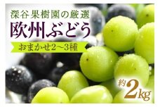 深谷果樹園の厳選！欧州ぶどうのおまかせ2～3種（約2kg）