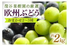 深谷果樹園の厳選！欧州ぶどうのおまかせ2～3種（約2kg）