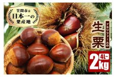 生栗 2kg 超特大 4Lサイズ以上 栗 くり 国産 国産栗 和栗 ギフト プレゼント 特大 大きい 大粒 メガマロン 秋 旬 おやつ スイーツ 果物 フルーツ 焼き栗 栗ご飯 栗きんとん 栗おこわ 栗生産量 日本一 いばらき