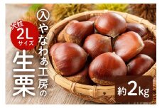 【先行受付】入 やなわぁ工房の生栗 2L 約 2kg 品種おまかせ 農薬不使用 栗 生栗 笠間 くり クリ 大きい 大粒 茨城 国産 国産栗 和栗 甘栗 栗ご飯 栗きんとん 栗おこわ 甘露煮 マロン 秋 旬 おやつ スイーツ きんとん 冷蔵 保存料不使用 無添加 ギフト 茨城県 笠間市