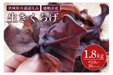 きくらげ　1パック50g×36パック（茨城県共通返礼品・鹿嶋市産）